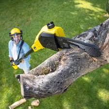 Best Tree and Shrub Care  in Lake Barcroft, VA